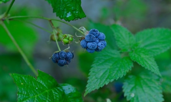DEWBERRY FRAGRANCE OIL