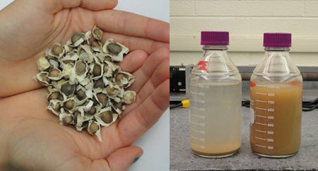 MORINGA SEED LIQUID EXTRACT