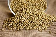 FENUGREEK SEED