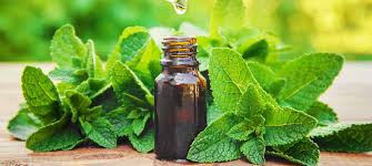 PEPPERMINT ESSENTIAL OIL